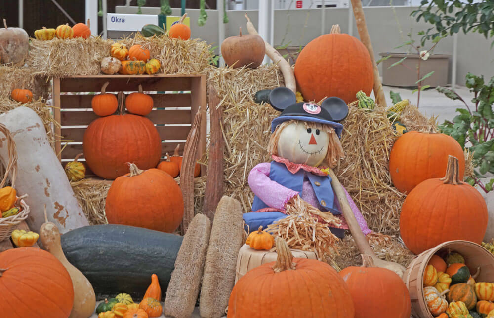 The Hoppiest Signs of Fall Around the Orlando Theme Parks