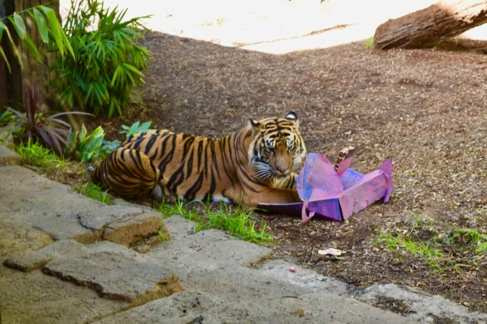 San Diego Safari Park Breaks Ground On 5-Acre Tiger Habitat