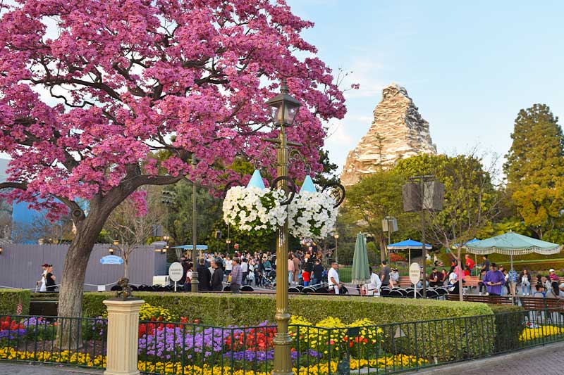 Our Very Best Disneyland Spring Break Tips