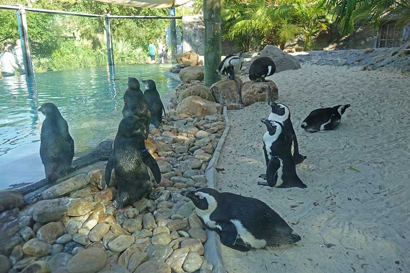 Busch Gardens Tampa - Penguins