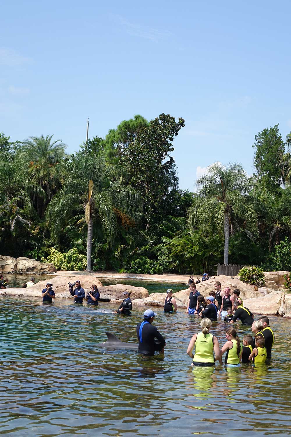 Tad's Rad Discovery Cove Dolphin Swim Experience & FAQ