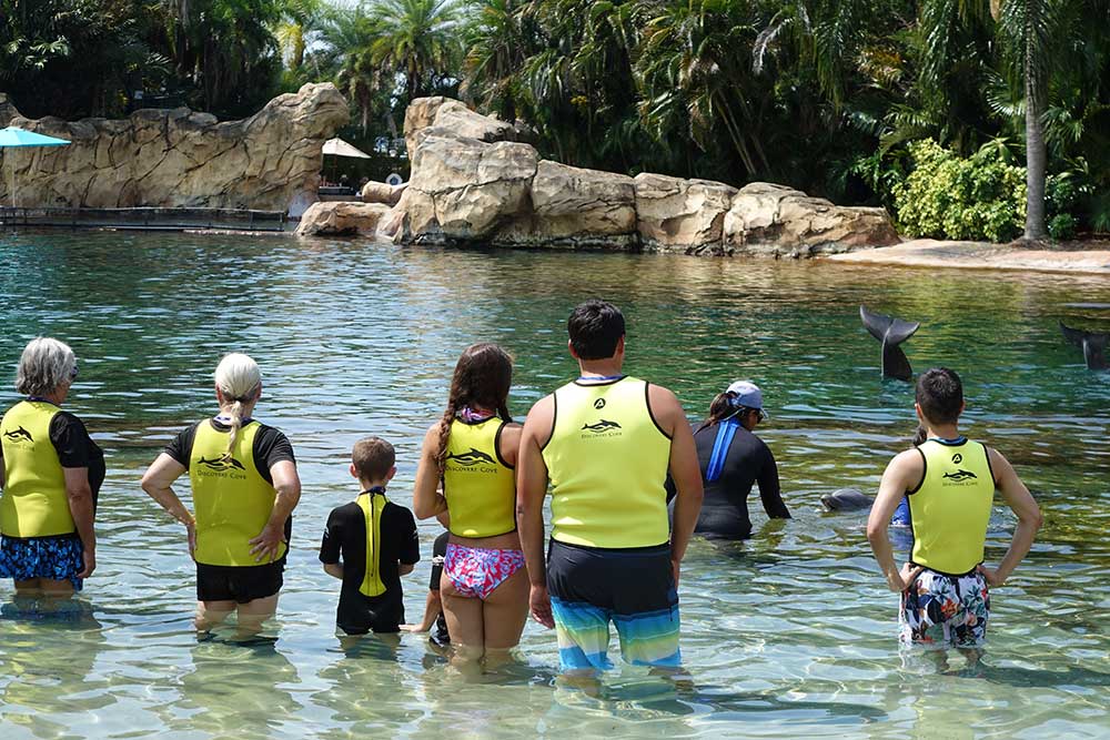 discovery cove dolphin swim