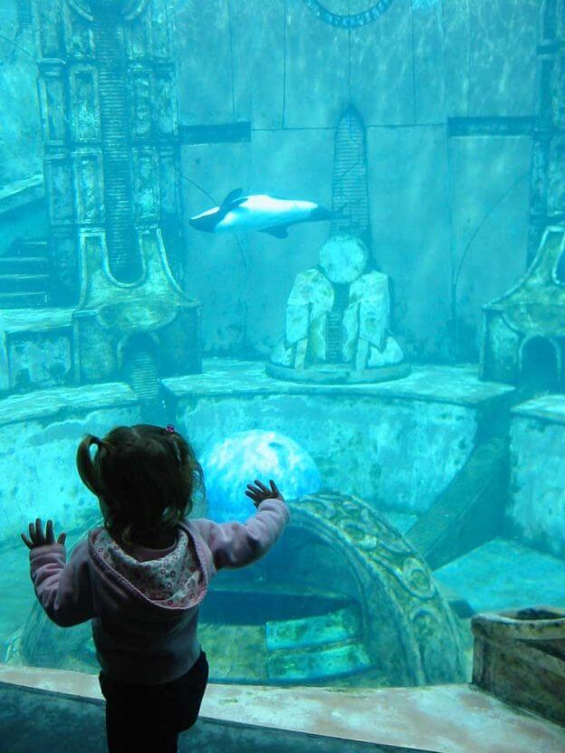 15 Tips to Maximize Your Time at SeaWorld San Diego