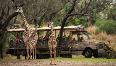 Jambo, Jabari! Celebrating Animal Kingdom's Newest Addition