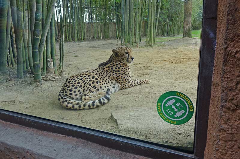 Guide to Busch Gardens Tampa - Cheetah