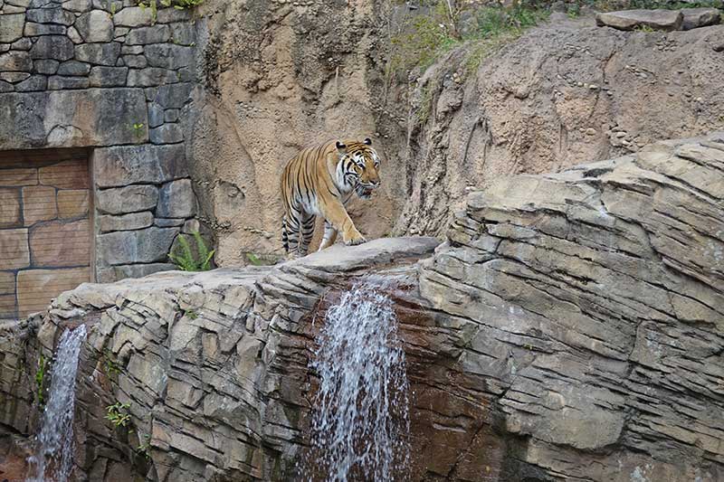 Guide to Busch Gardens Tampa - Tiger