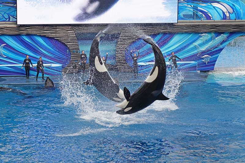 SeaWorld Orlando Reopening - Orcas