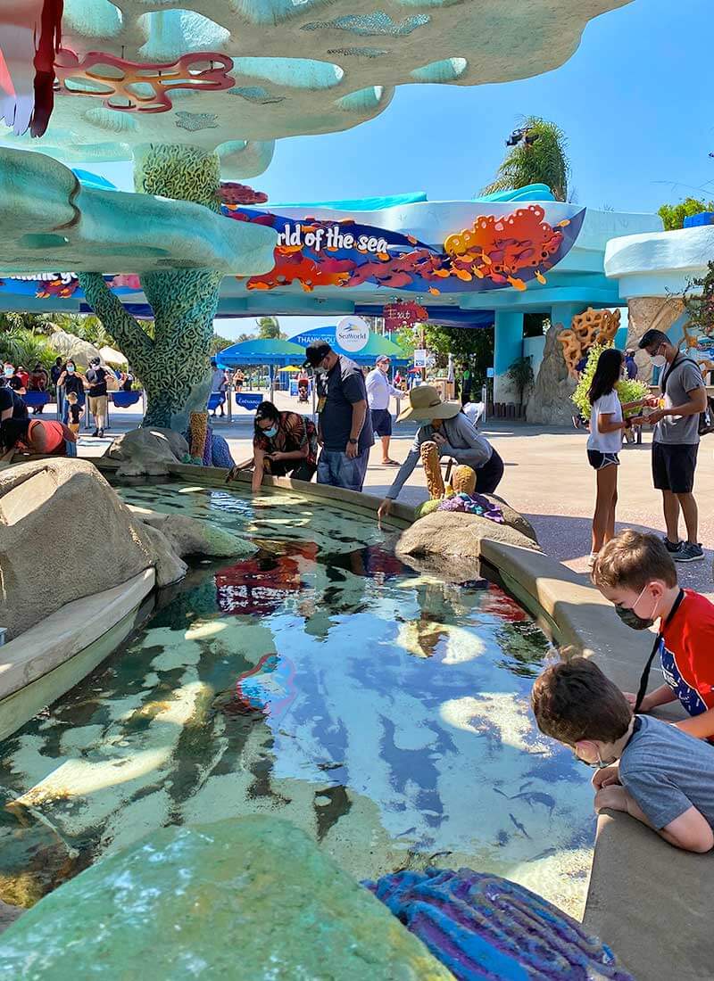 Best Seaworld San Diego Shows And Attractions