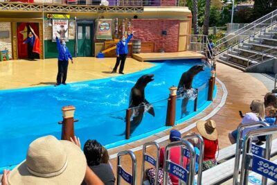 What's SeaWorld San Diego Like Right Now? Let's Dive into the Details!