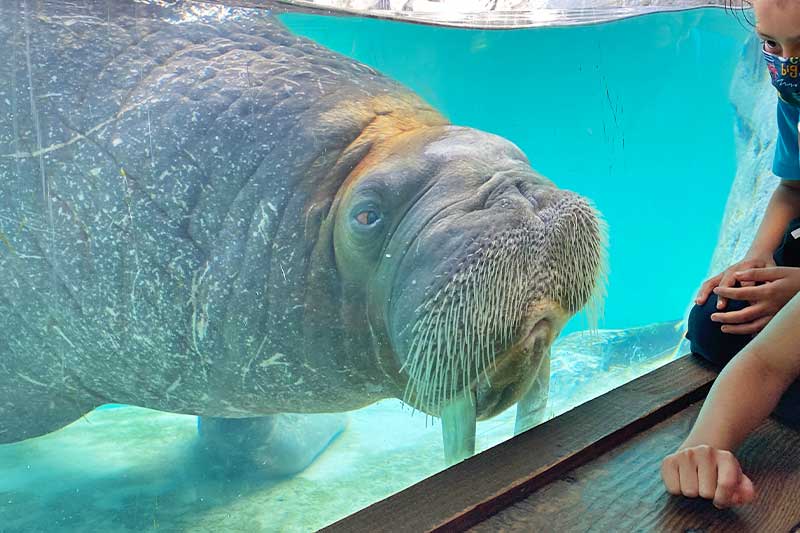 One year after 12 rays died, ZooTampa will reopen stingray touch tank, Travel & Leisure, Tampa