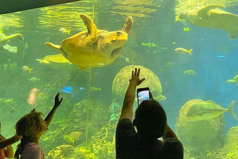 Best SeaWorld San Diego Shows and Attractions