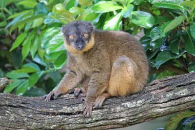 The Frog Family's Top 5 Animal Kingdom Hidden Gems