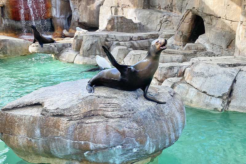 Where To See Seals And Sea Lions In San Diego - Tips For Family Trips