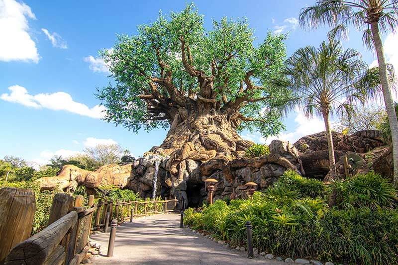 What Is The Tree Of Life From Disney
