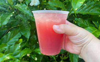 Our Complete Guide to the SeaWorld Orlando Craft Beer Festival