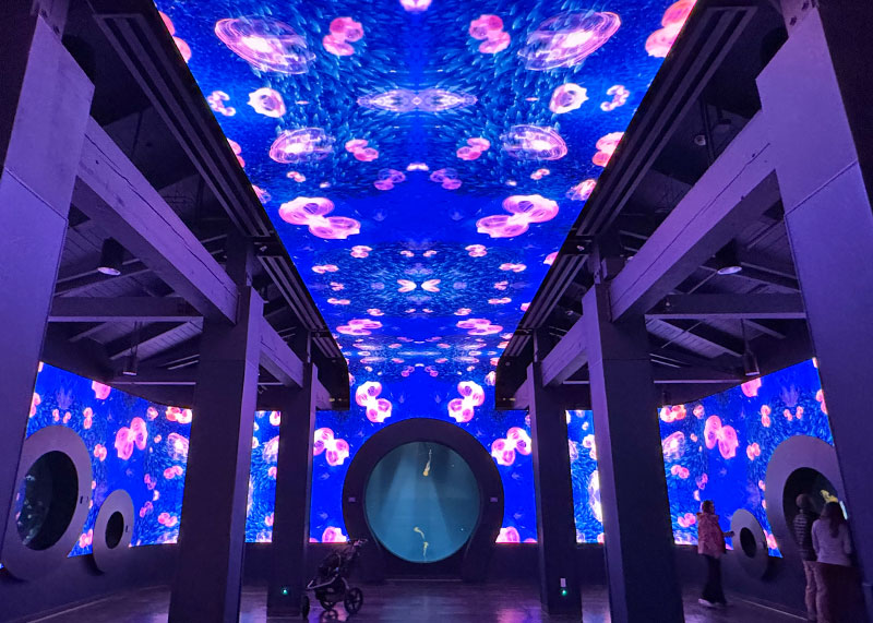Best SeaWorld San Diego Shows and Attractions - Jewels of the Sea exhibit