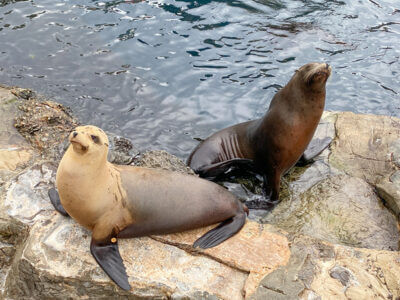 Our Top SeaWorld Orlando Tips for Your Next Visit