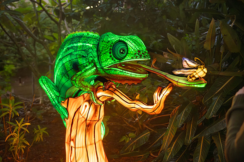 Illuminate - Iguana Lantern