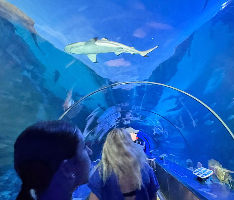 SeaWorld San Diego shark tunnel