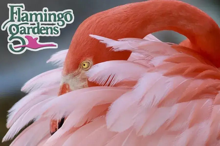 Flamingo Gardens