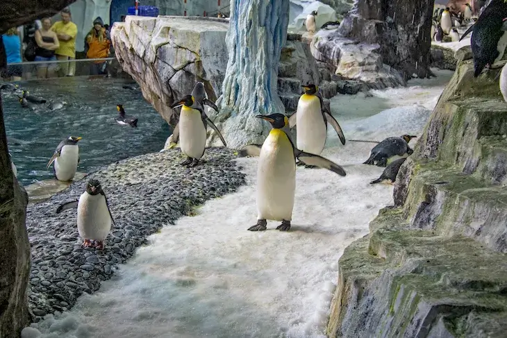 Antarctica: Empire of the Penguin®