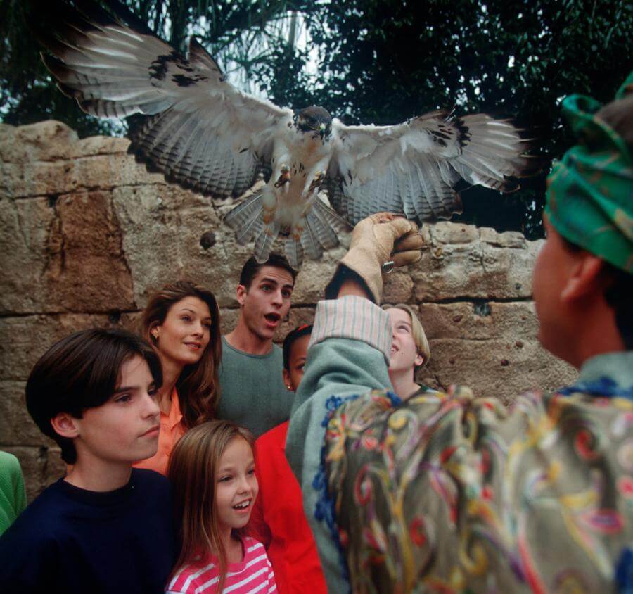 Flights of Wonder