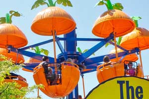 The Pumpkin Patch