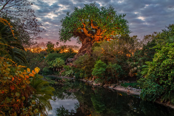 Tarzan on Discovery Island