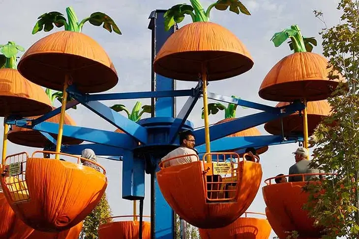 The Pumpkin Patch