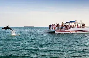 Sunset Watersports: Dolphin Tour & Snorkel Combo Experience