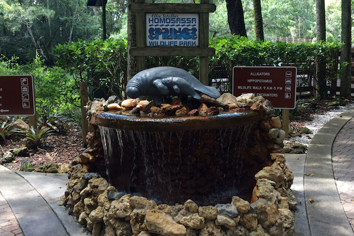 Swim with the Manatees Experience Ticket | Orlando | Undercover Tourist