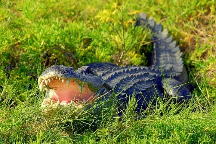 Wild Florida: Half-Hour Airboat Tour - Undercover Tourist